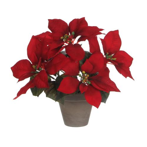 Planta Flor do Natal Vermelha em Vaso Cinzento 27x35cm