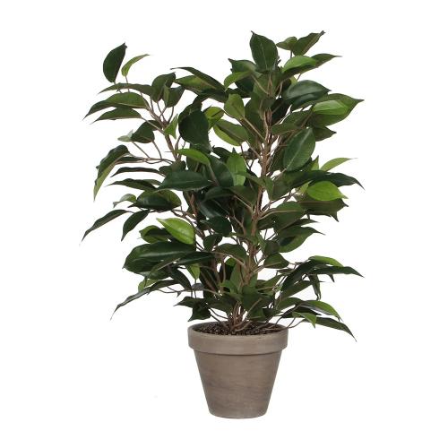 Ficus Natasja Com Vaso 11.5x40x30cm