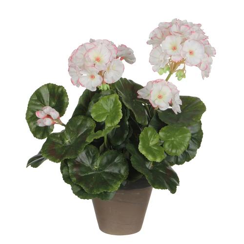 Gerânio Cor Branco Rosa Pvc em Vaso Cinzento