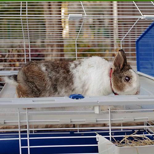 FERPLAST BARN 120 RABIT CINZENTO
